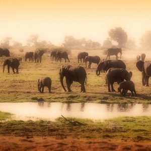 Wildlife Botswana: olifanten in Chobe National Park