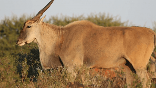 eland antilope mokala