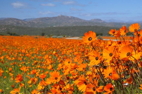 Namaqualand bloemenseizoen