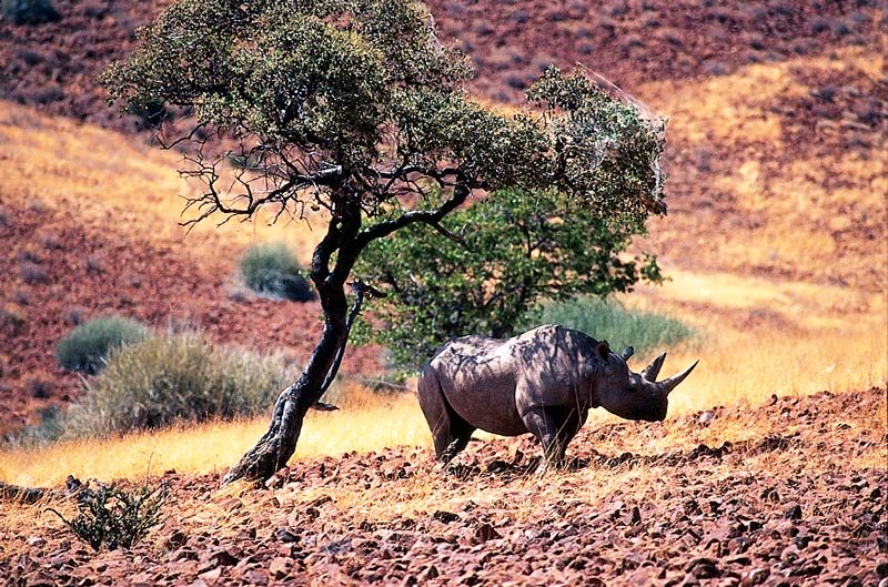neushoorn bij Palmwag