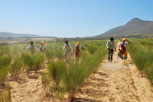 rooibos plantage