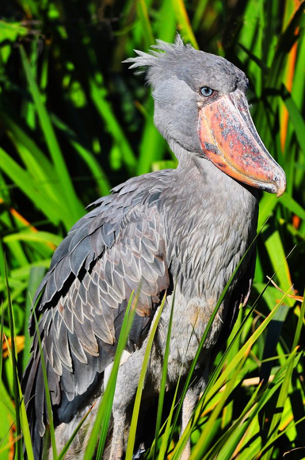 Avontuurlijke safari Zambia - Afbeelding 6