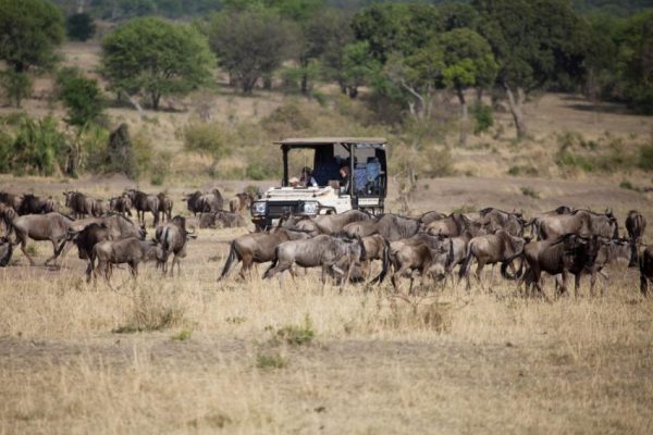 Grote trek in de Serengeti (privé) - Afbeelding 4