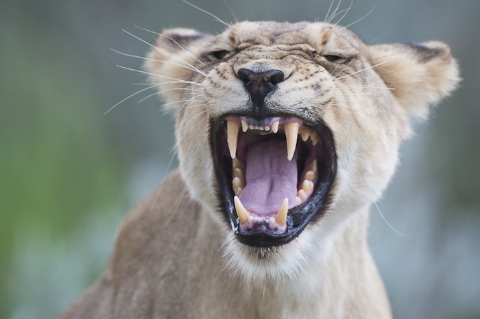Botswana Trans Kalahari kampeerreis kleine groep - Afbeelding 13