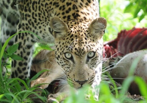 Windhoek naar Victoria Falls Elephant Track lodge reis kleine groep - Afbeelding 17