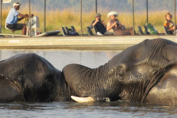 Desert & Delta lodge reis in kleine groep - Afbeelding 11