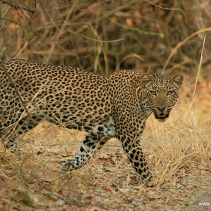 Afrikaya Tours Luipaard South Luangwa Groepsreis Malawi & Zambia luipaard South Luangwa