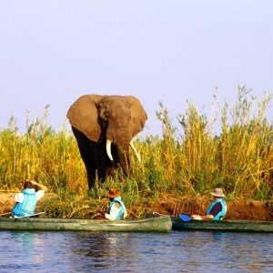 Olifant op de oever van de Zambezi in Zambia