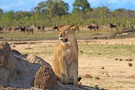 leeuwin hwange zimbabwe