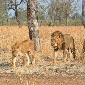 South Luangwa NP Lions