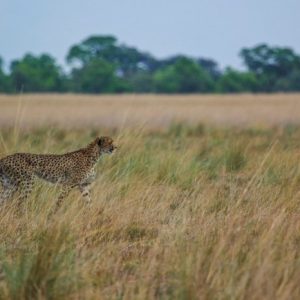 west Zambia kafue np cheetah cheetah op de vlaktes van Kafue NP in Zambia
