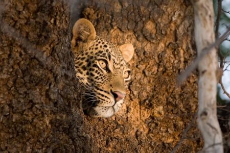 Sunway leopard - Rob Lewis