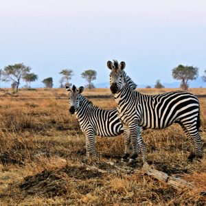 Mikumi National Park zebra's