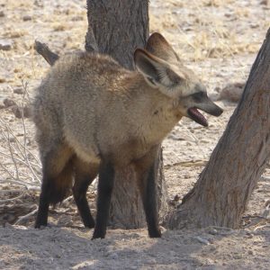 Central Kalahari Game Reserve
