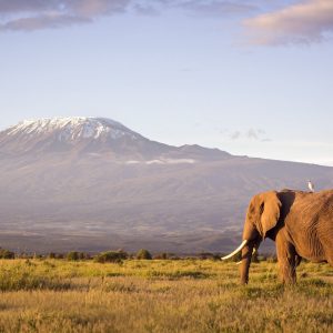 Olifant bij Kilimanjaro