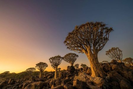 kokerboomwoud namibie