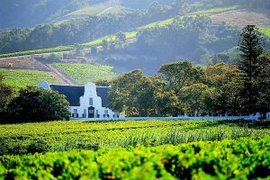 stellenbosch-wine-farm