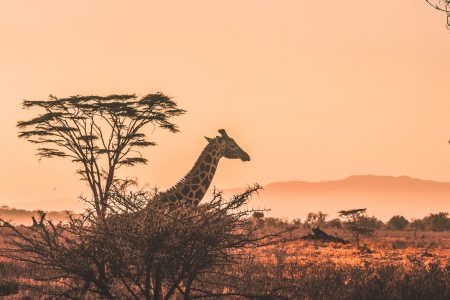 Botswana lodge safari